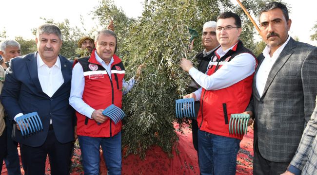  Vali Şıldak, Zeytin Hasadına Katıldı