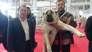 Şanlıurfa'nın Gururu Gureyh Köpeği, Tarım Fuarında Büyük İlgi Topladı