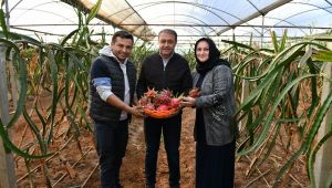 Urfa'da Ejder Meyvesi üreten Kadına Vali Şıldak'tan Tebrik Ziyareti