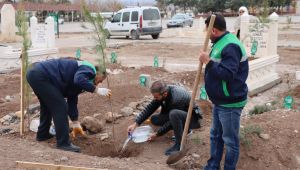 Büyükşehir Belediyesi’nden Mezarlıkta Ağaçlandırma Çalışması