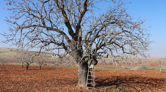 Şanlıurfa Halfeti'de 300 Yıllık Fıstık Ağacı Zamana Meydan Okuyor