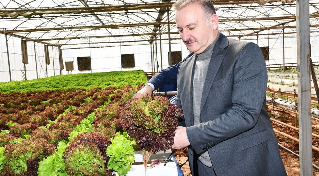 Harran Üniversitesinde Hasat Sevinci; Ar-Ge Serası Yeniden Hayata Geçirildi